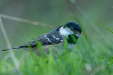 coal tits, passerine song bird posing close up on grass and branches during november in scotland.