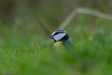 Obraz premium blue tit close up posing amongst grass and pine branches during early morning in november, scotland.