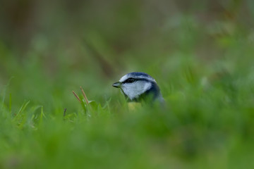 blue tit close up posing amongst grass and pine branches during early morning in november, scotland.