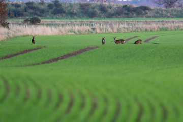 roe deer hinds x 4 grazing on rural farmland on a bright morning in scotland.