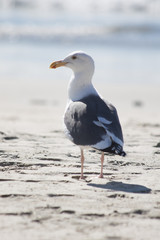 Seagull