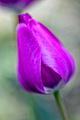 Purple Tulip, Mendocino, CA