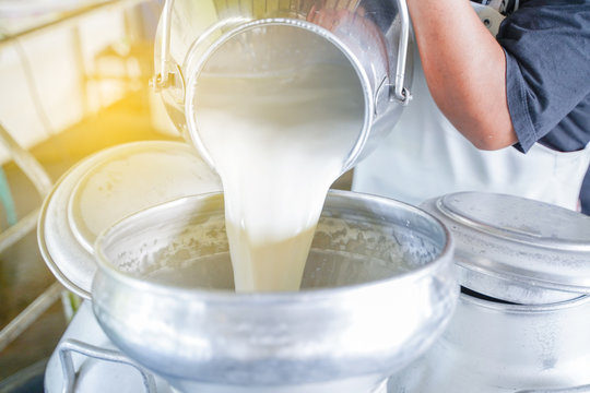 Worker pouring milk into  container tank for transform.