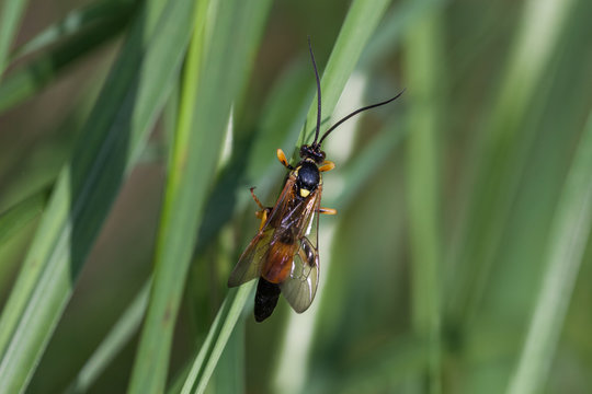 Blattwespe Tenthredo maculata