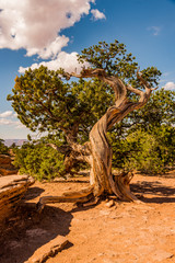 Buck Canyon Tree