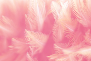 Blur Bird chickens feather texture for background, Fantasy, Abstract, soft color of art design.