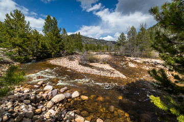 Flowing Mountain River Surrounded by Forest