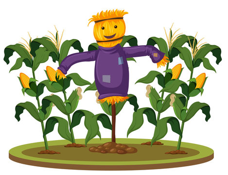 A scarecrow at corn farm