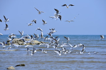 Seagulls fly in free