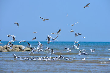 Seagulls fly in free