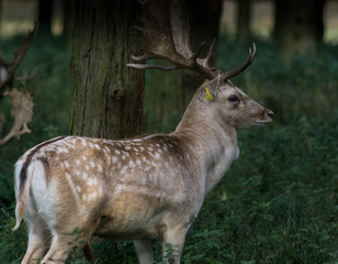 Fallow deer stag with large antlers standing in the woods