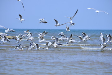 Seagulls fly in free