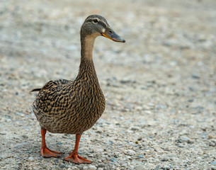 Standing Duck