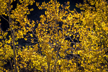 Golden Yellow Aspen Trees Backlit by the Sun
