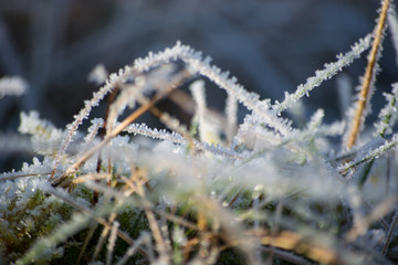 Frozen blades of grass in the winter - close up / macro shot with shallow depth of field and selective focus.