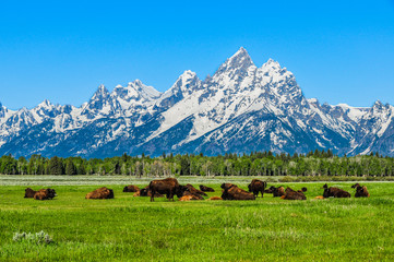 Bison and Grand Tetons