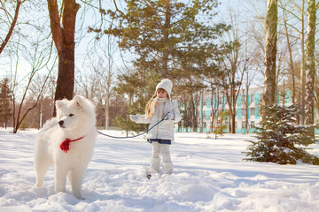 Dog Samoyed with a child playing in the snow. The girl keeps the dog on a leash. Walk with animals - obrazy, fototapety, plakaty