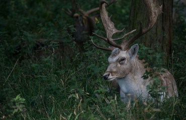 Naklejka na ściany i meble Fallow deer stag with large antlers lying down among foliage in the woods