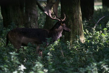 Fallow deer stag with large antlers standing in the woods with threes in the background.