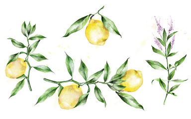Watercolor illustration. The branches of the lemon tree. Lemons, leaves.