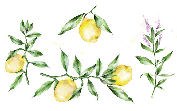 Watercolor Illustration. The Branches Of The Lemon Tree. Lemons, Leaves.