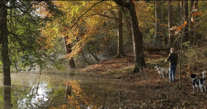 Autumn scene  of a man throwing a stck and  a dalmatian dog and a hunting dog fetch the  stick trees and yellow leaves relecteing in the water