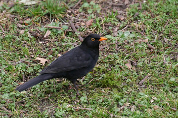 Blackbird / Turdus merula portrait, hunting for insects and worms in the grass in autumn