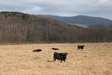 herd of cows grazing in the field