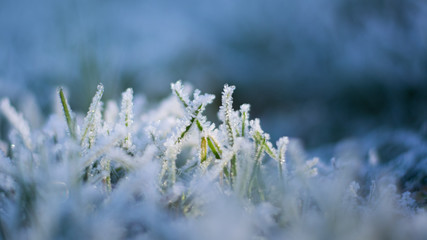 Frozen blades of grass in the winter - close up / macro shot with shallow depth of field and selective focus.