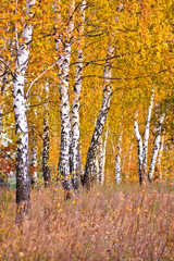 birch trees in autumn