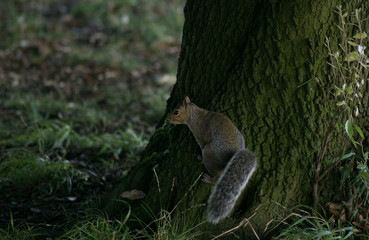 Grey squirrel with a bushy tail at the base of an oak tree in the woods.