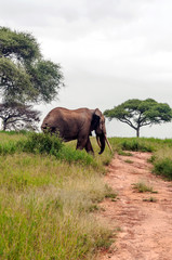 Fototapeta na wymiar Elephants in the prairies with acacias from Kenya on a cloudy day