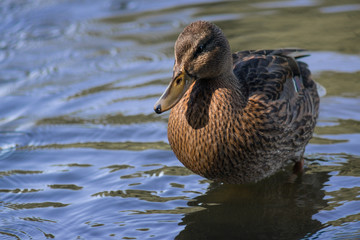 Female Mallard Duck portrait with brown plumage standing in the river with space to the left 
