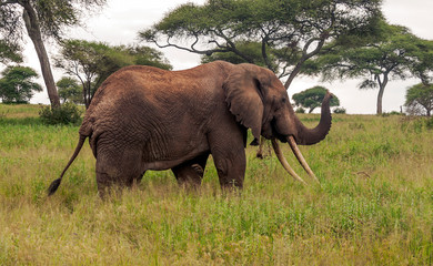 Elephants in the prairies with acacias from Kenya on a cloudy day
