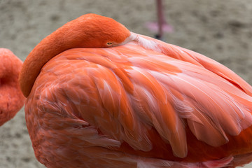Pink Flamingo Tucking Its Head into Its Body