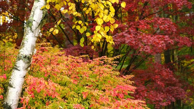 Saturated Color Fall Leaves Maple Birch Aspen Autumn Season