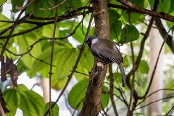 Exotic Bird Perched in a Tree