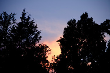 Blue sunset trees