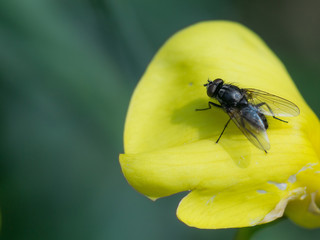 Housefly / Musca Domestica on the petal of a yellow flower. Macro / closeup image showing hairs on the fly body and sharp focus on eyes.