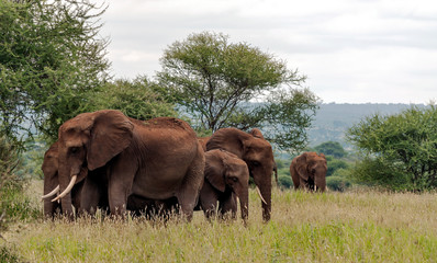 Fototapeta na wymiar Elephants in the prairies with acacias from Kenya on a cloudy day