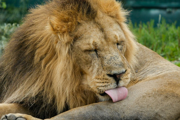 A large male lion with thick mane is cleaning himself with his tongue.