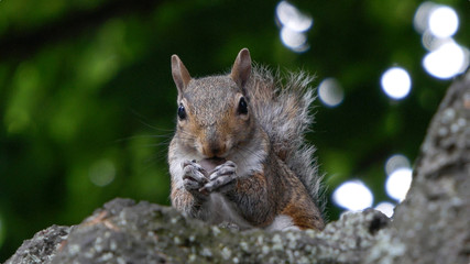 A cute squirrel sits on a tree branch eating a nut facing towards with green bokeh background