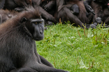 Celebes Macaque / Sulawesi Crested Macaque portrait. Sitting on grass gazing into the distance with his family group in the background. Space on right for copy text.