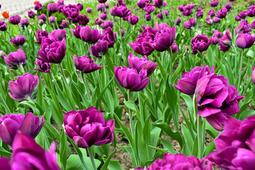 Fototapeta premium pink tulips in the garden