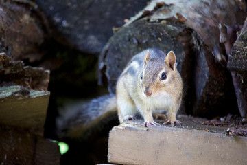 Close up view of an isolated curious eastern chipmunk peering over a wooden board