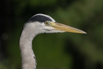 Head shot portrait of grey heron with bokeh foliage in the background