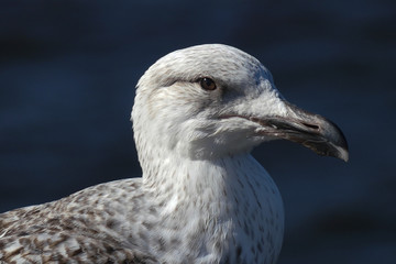 Young juvenile Seagull / Herring gull portrait head and face looking right against dark blue background. Larus argentatus