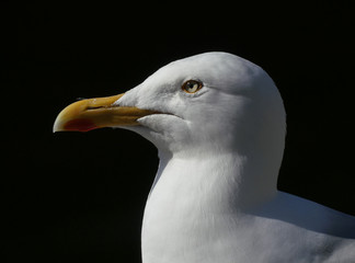 Adult Seagull / Herring gull portrait head and face looking left against black background. Larus argentatus