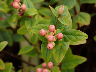 Closeup of pink Hypericum berries and yellow flowers on a bush in the spring