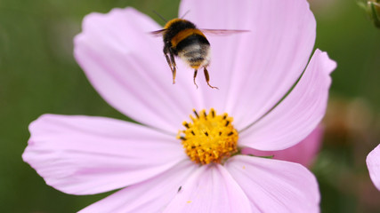 Bumble bee in flight, just about to land on a pink flower to collect pollen.